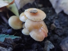 Gliophorus