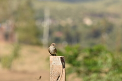 Pyrocephalus rubinus