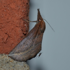 Phyprosopus callitrichoides