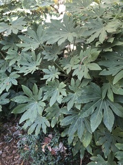 Fatsia japonica