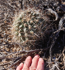 Sclerocactus glaucus