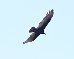 Cathartes aura