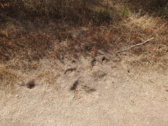 Ctenomys rosendopascuali