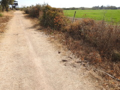Ctenomys rosendopascuali