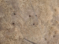 Ctenomys rosendopascuali