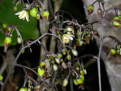 Dianella intermedia
