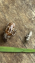 Cryptotympana atrata