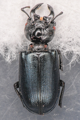 Platycerus oregonensis