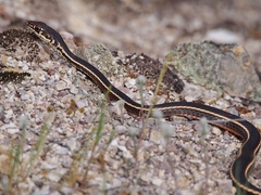 Masticophis lateralis lateralis