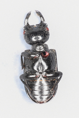 Platycerus oregonensis