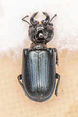 Platycerus oregonensis