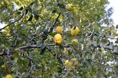 Pseudocydonia sinensis