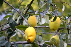 Pseudocydonia sinensis