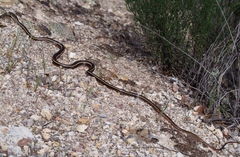 Masticophis lateralis lateralis