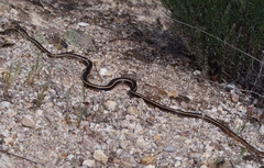 Masticophis lateralis lateralis