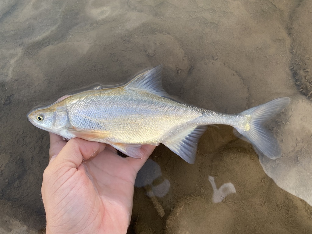 Bonytail (Gila elegans) — Cyprinidae