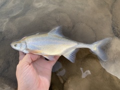 Gila elegans