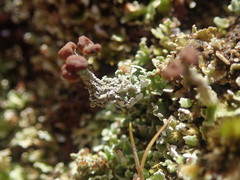 Cladonia enantia