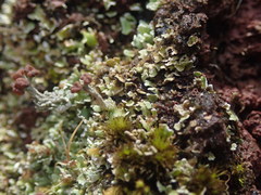 Cladonia enantia