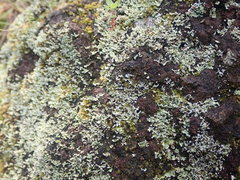 Cladonia enantia