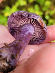 Thaxterogaster occidentalis