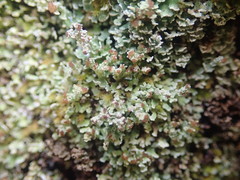 Cladonia enantia