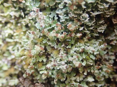 Cladonia enantia
