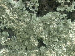 Xanthoparmelia australasica