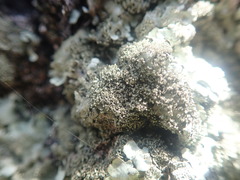Xanthoparmelia australasica