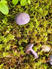 Thaxterogaster occidentalis