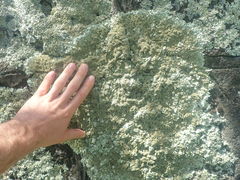 Xanthoparmelia australasica
