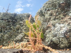 Crassula colligata colligata