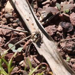 Habronattus schlingeri