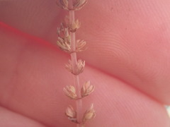 Crassula colligata colligata