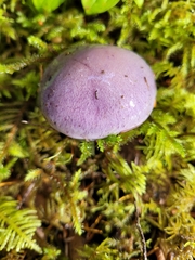 Thaxterogaster occidentalis