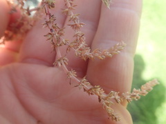 Crassula colligata colligata