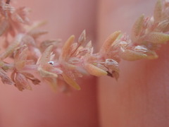 Crassula colligata colligata