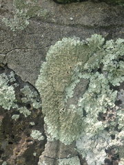 Xanthoparmelia australasica