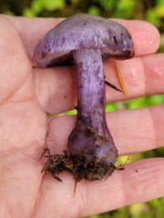 Thaxterogaster occidentalis