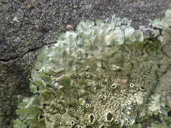 Xanthoparmelia australasica