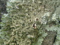 Xanthoparmelia australasica
