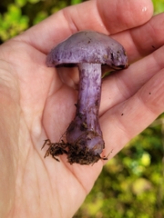 Thaxterogaster occidentalis