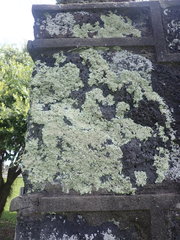 Flavoparmelia haysomii