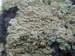 Flavoparmelia haysomii