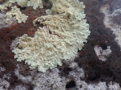 Flavoparmelia haysomii