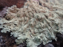 Flavoparmelia haysomii