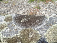 Xanthoparmelia murina