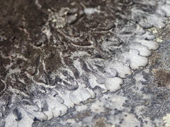 Xanthoparmelia murina