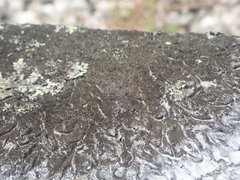 Xanthoparmelia murina