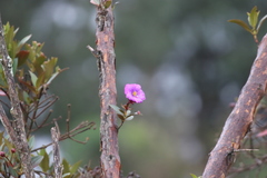 Andesanthus lepidotus